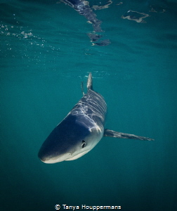 Blue Reflections
A curious blue shark glides just below ... by Tanya Houppermans 